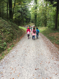 Nachmittag im Wald