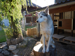 Besuch bei den Schlittenhunden