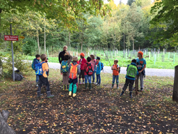 Nachmittag im Wald